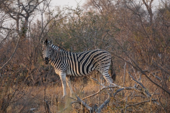 Kruger Park Safari_South_Africa (18 of 28)